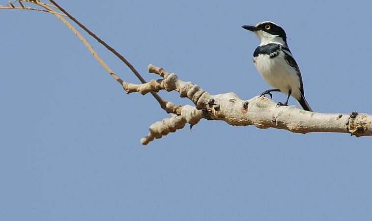 Flickr - Rainbirder - Senegal Batis (Batis senegalensis) (1), Gambie. Image d'archive.
