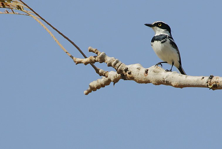 Flickr - Rainbirder - Senegal Batis (Batis senegalensis) (1), Gambie. Image d'archive.